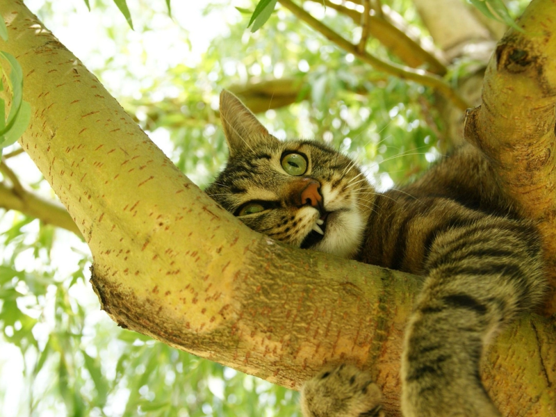 кот, лежит на дереве