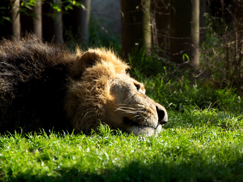 лев, хищник, отдых