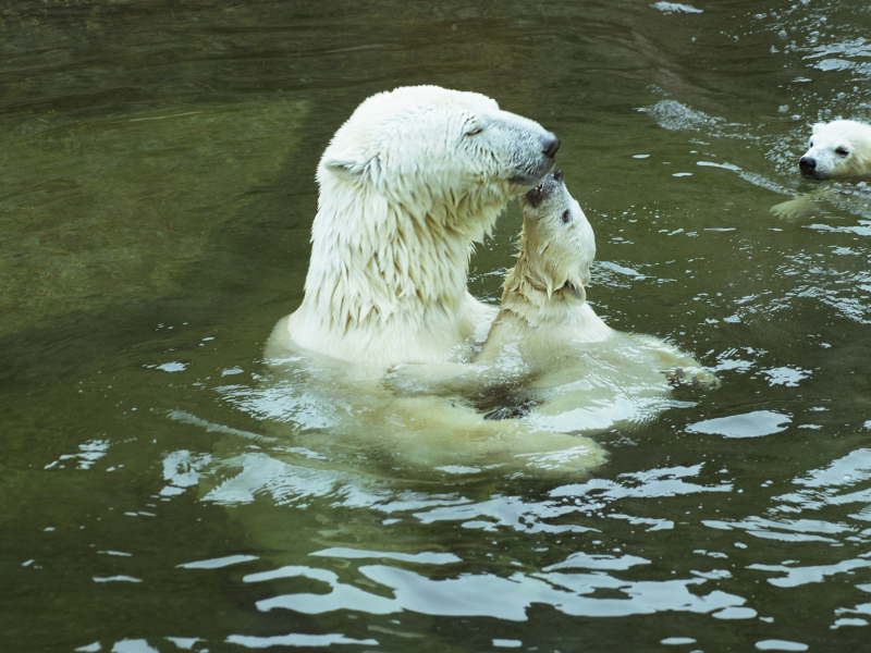 медведица белая, с медвежонком, в воде