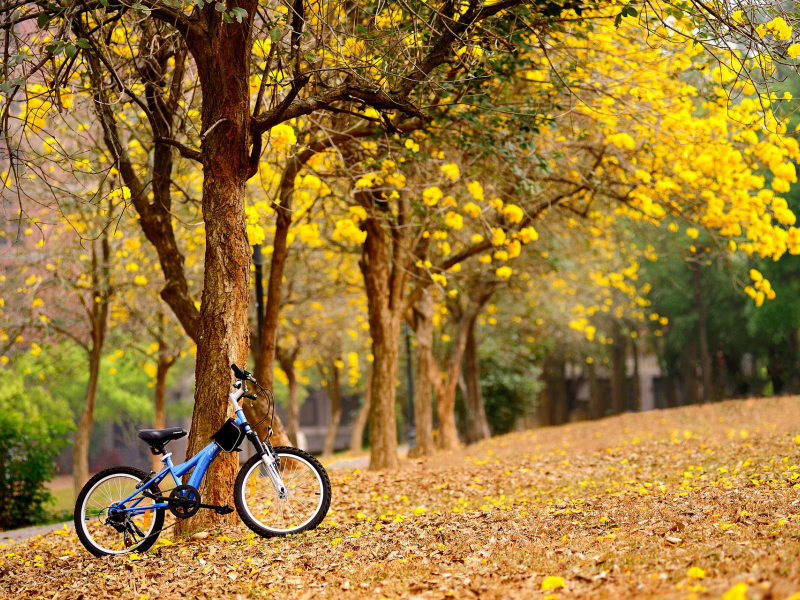 парк, деревья, осень, листопад, велосипед