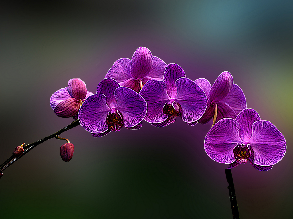цветы, орхидея