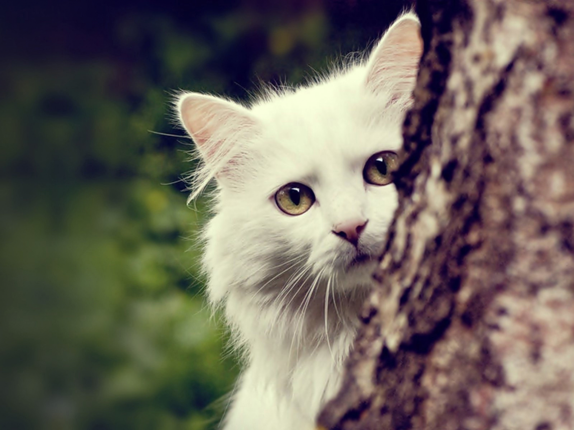 кот белый, смотрит