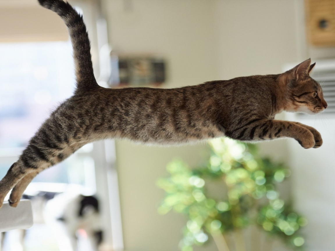 кошка, животное, прыжок