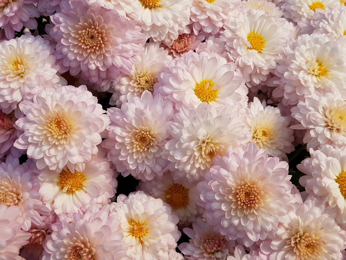 хризантемы, цветы