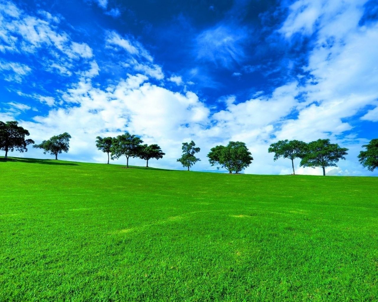 лето, трава зелёная, деревья, облака