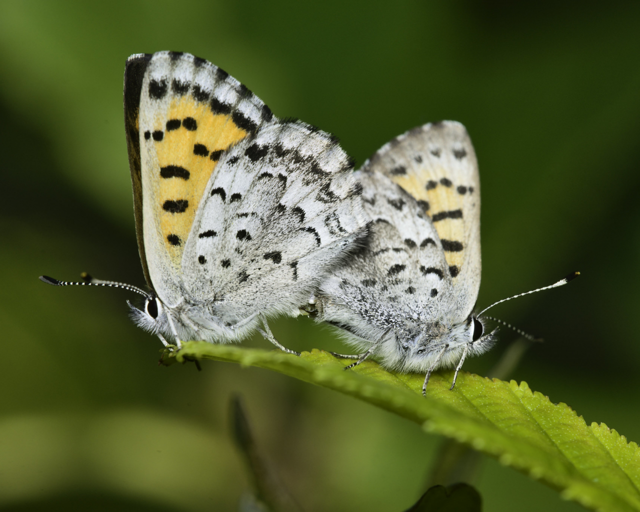 martin dollenkamp, бабочки