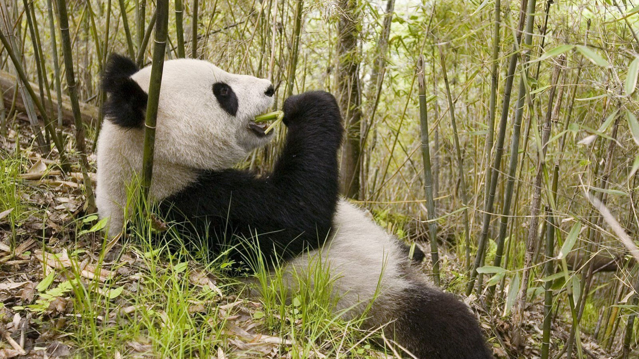 панда, лежит, ест бамбук