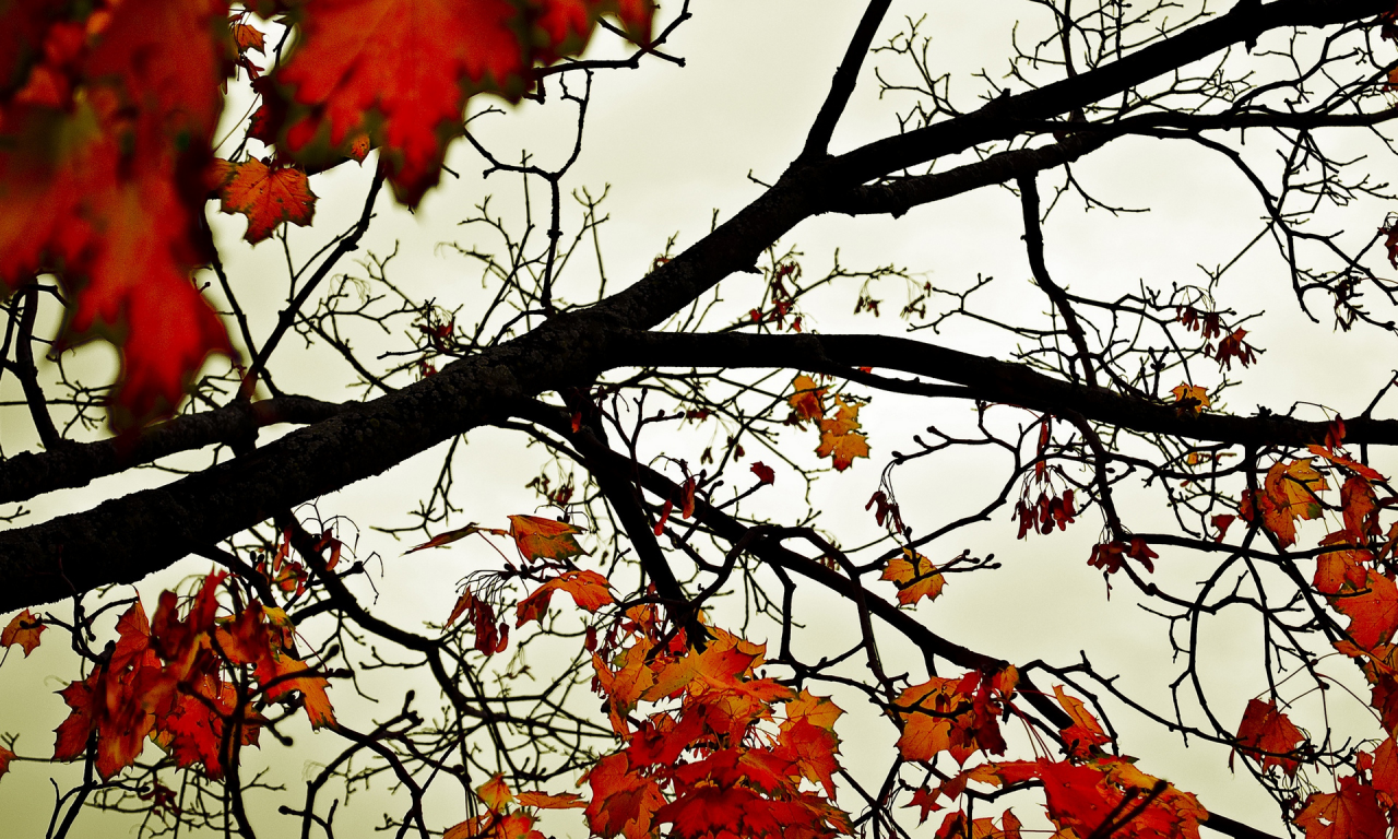 клён, листья опадают, осень