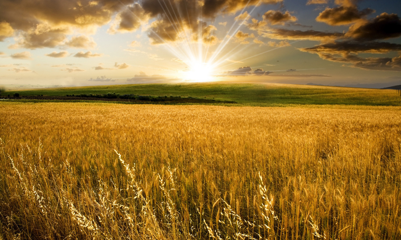 пшеничное поле, рассвет