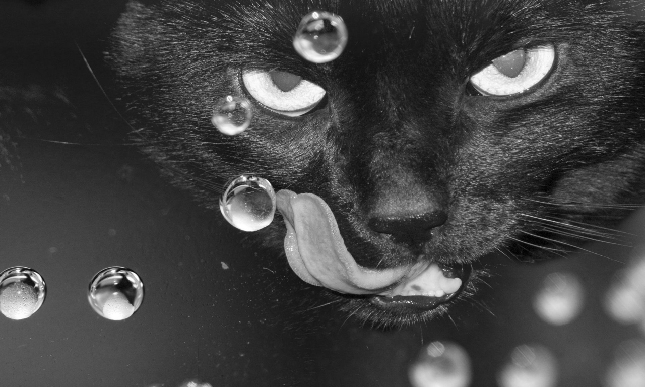 кот чёрный, взгляд