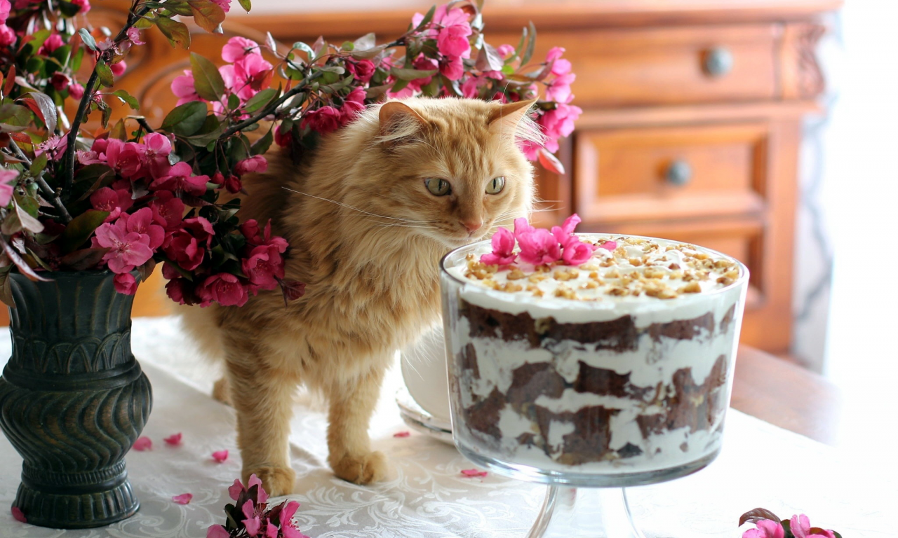 десерт, сладкое, кот, цветы