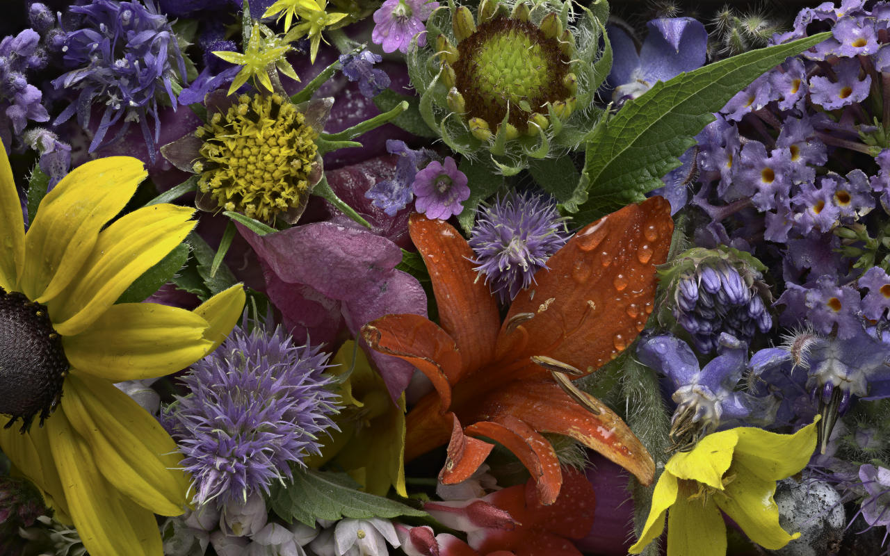 martin dollenkamp, текстура, цветы, бутоны