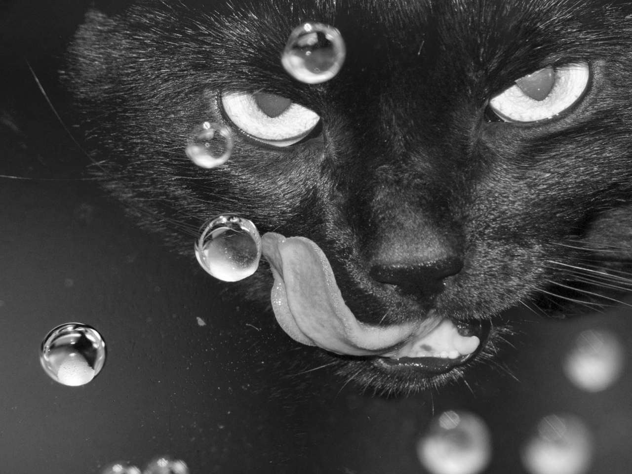кот чёрный, взгляд