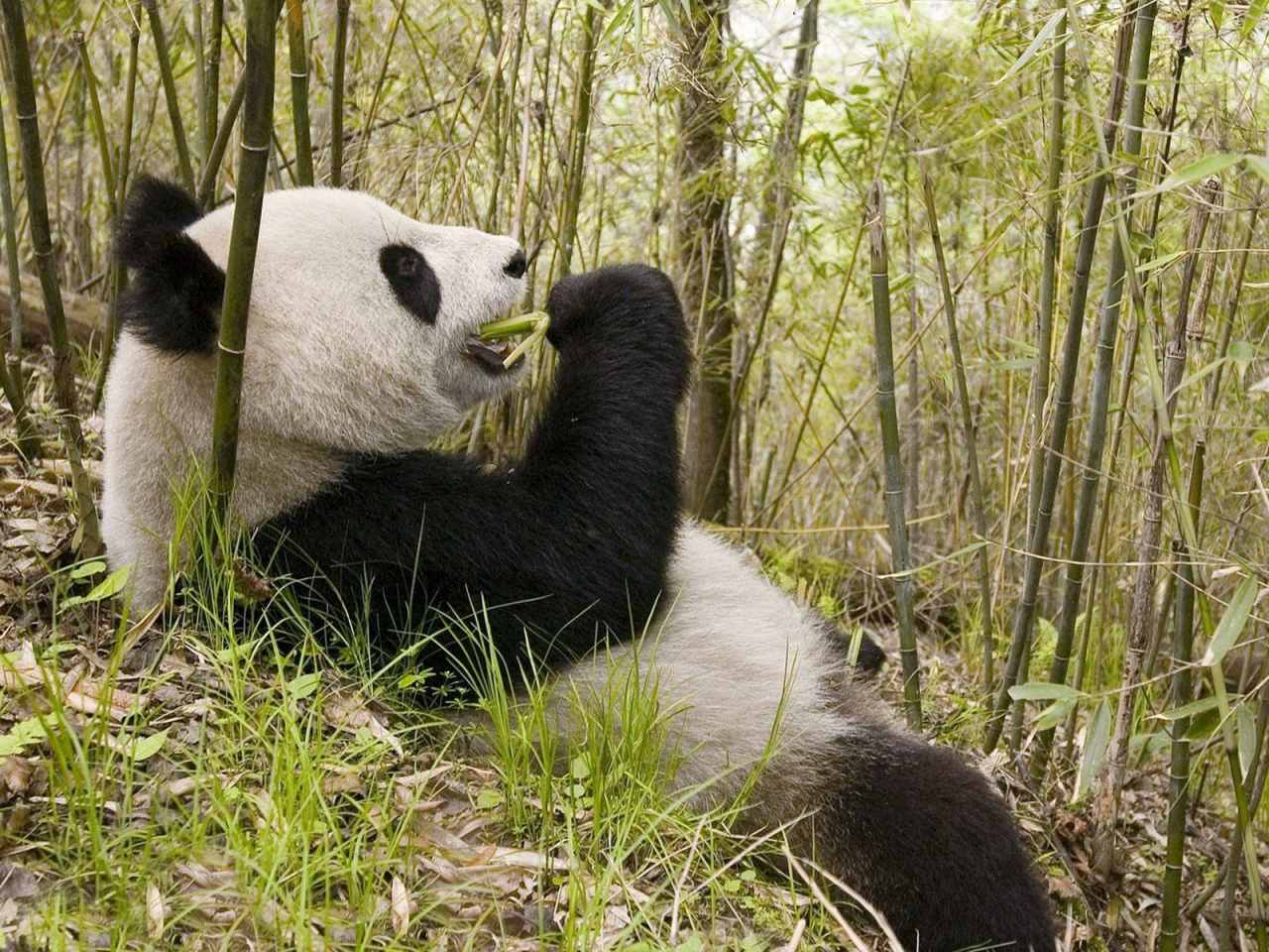панда, лежит, ест бамбук