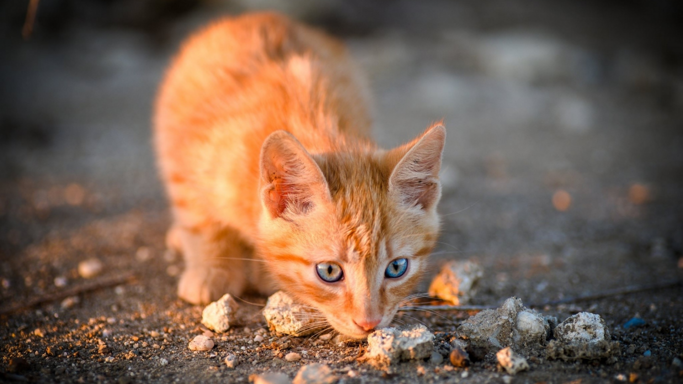 котёнок рыжий, взгляд