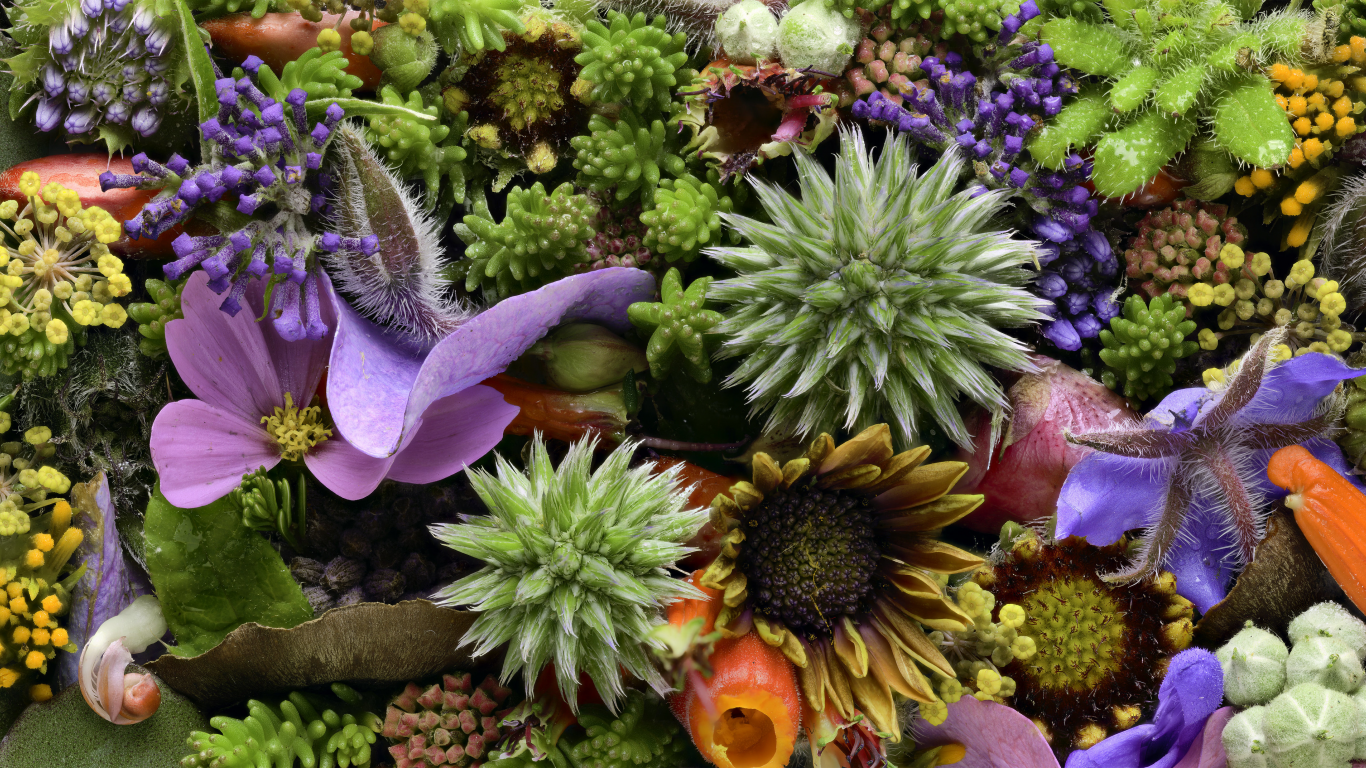 martin dollenkamp, текстура, цветы, бутоны