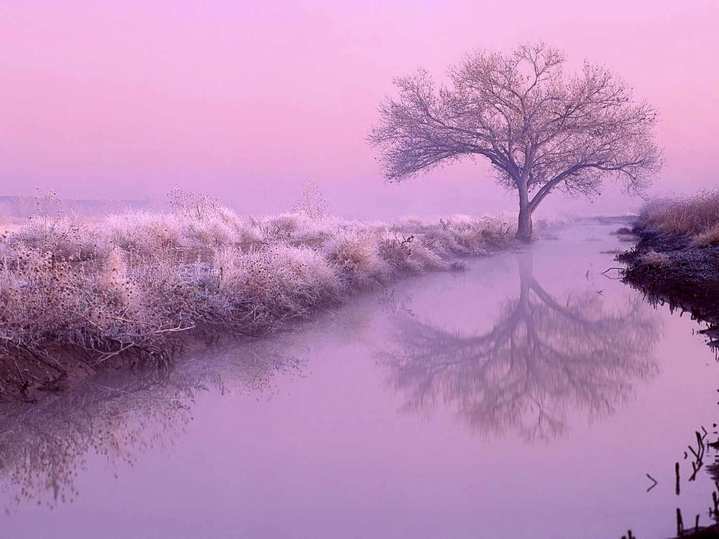 река, дерево, розовый туман