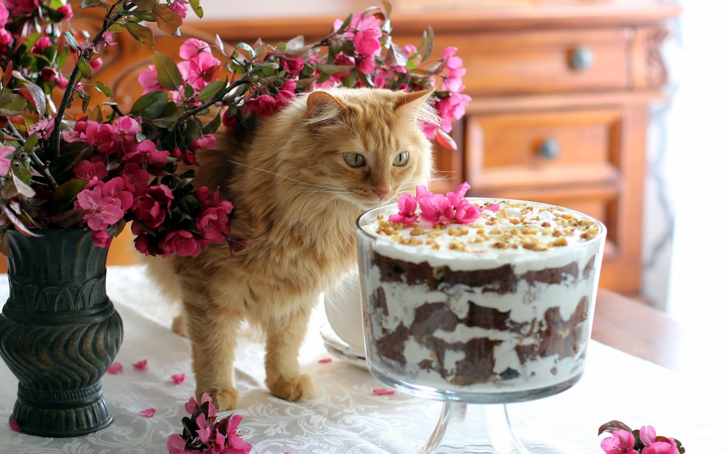 десерт, сладкое, кот, цветы