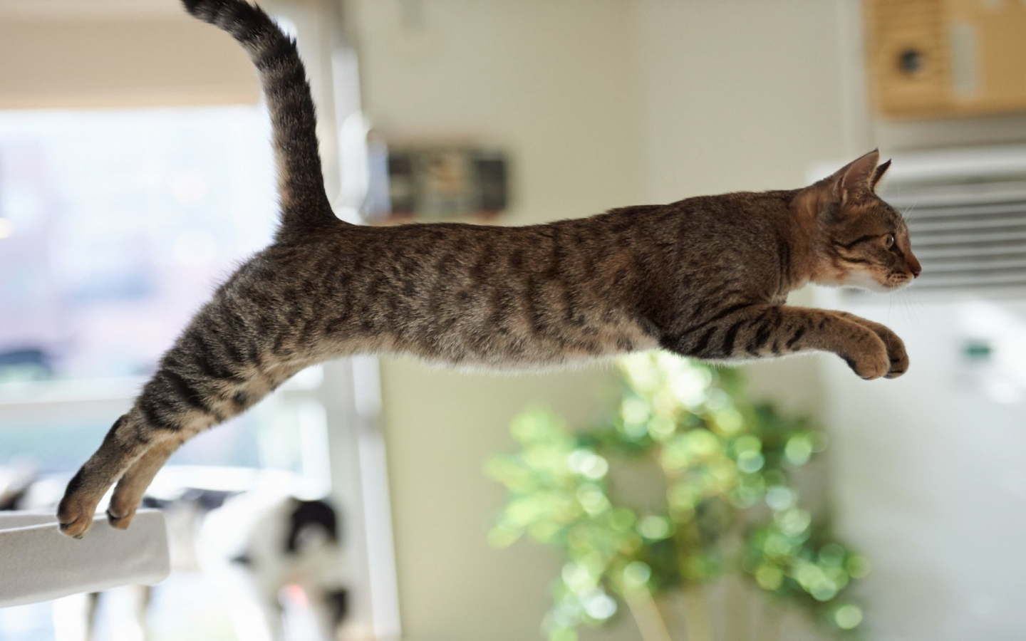 кошка, животное, прыжок