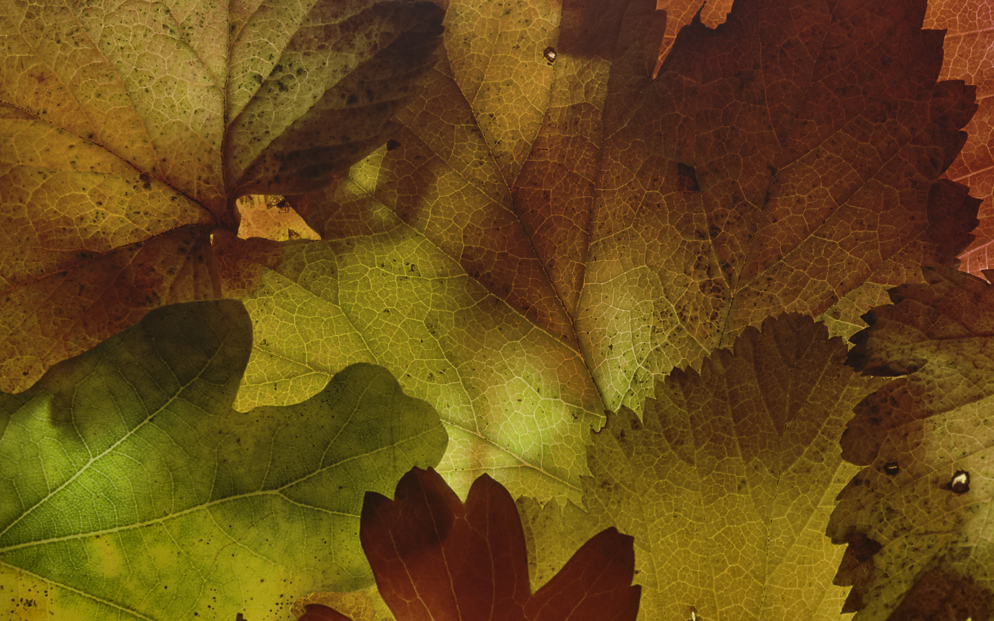 martin dollenkamp, текстура, листья