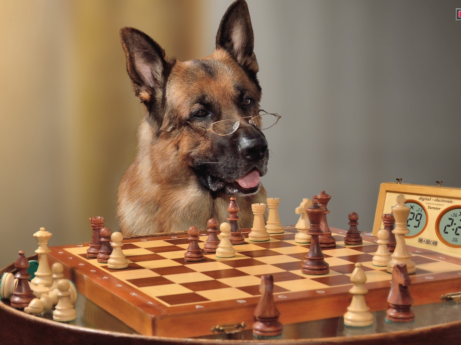 шахматы, собака, немецкая овчарка, очки
