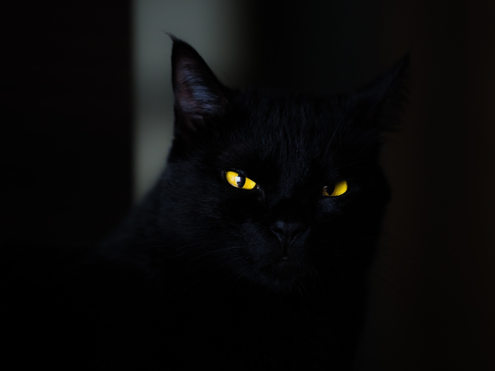 кот чёрный, взгляд, глаза