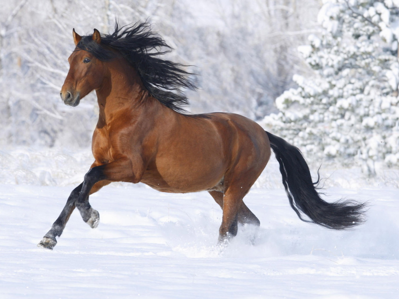 лошадь, снег, зима
