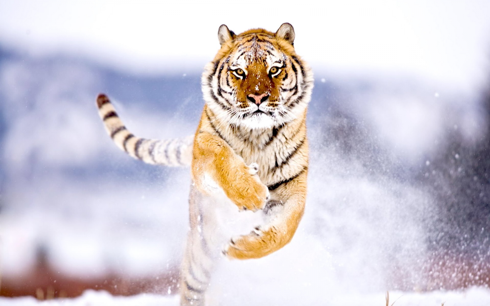 тигр, хищник, снег