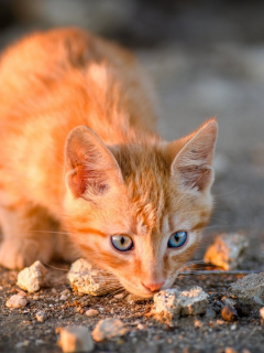 котёнок рыжий, взгляд