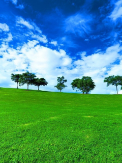 лето, трава зелёная, деревья, облака