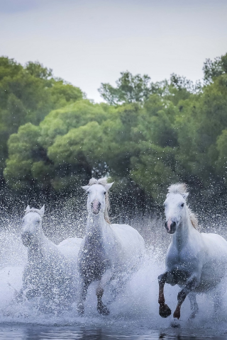 лошади, кони, фон, белые лошади