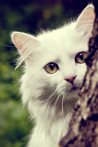 кот белый, смотрит