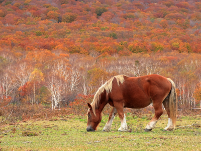 осень, лошадь