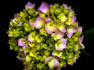 гортензия, цветы