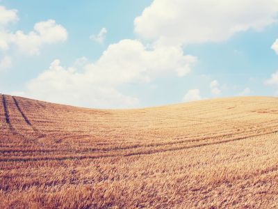 лето, поле пшеничное