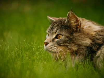 кот, взгляд, сидит в траве