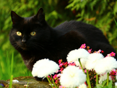 кот чёрный, взгляд, цветы