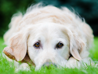 собака, взгляд, лежит на траве