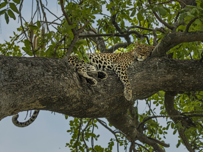 дерево, леопард