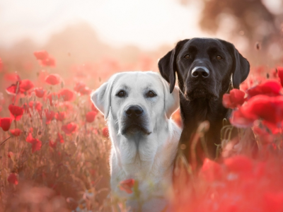 собаки, животные, в цветах