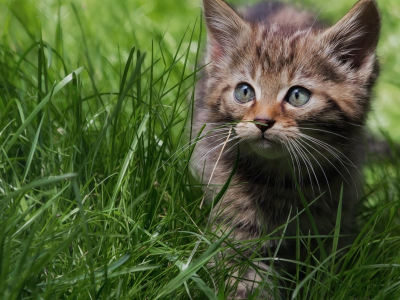 котёнок маленький, в траве