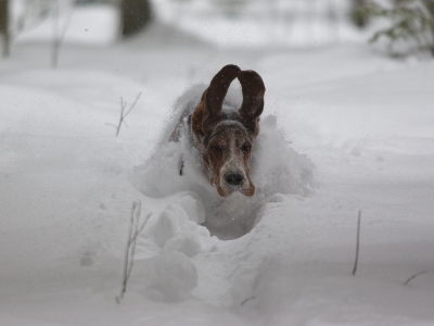 собака, животное, в снегу