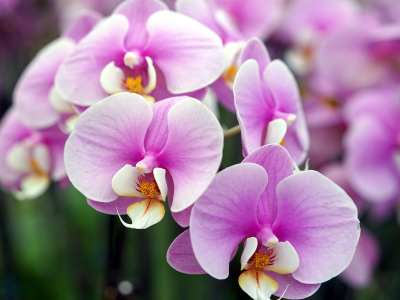 орхидеи, фон, цветы