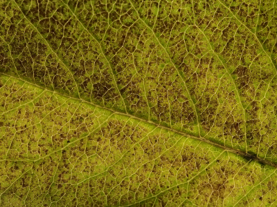 martin dollenkamp, текстура, листья