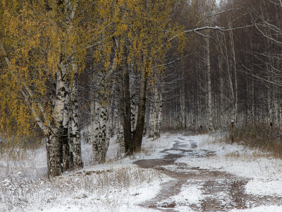 лес, дорога, снег
