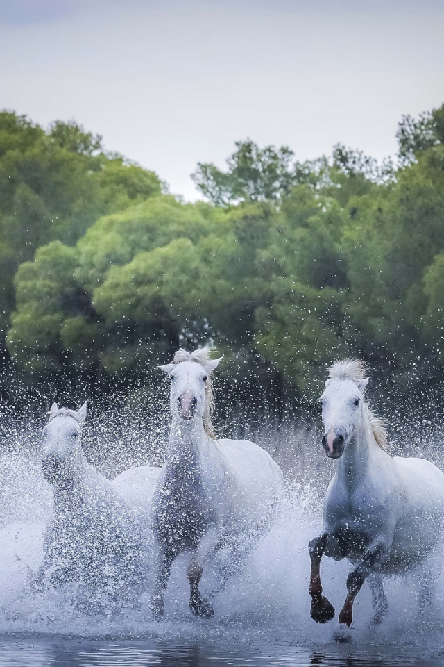 лошади, кони, фон, белые лошади