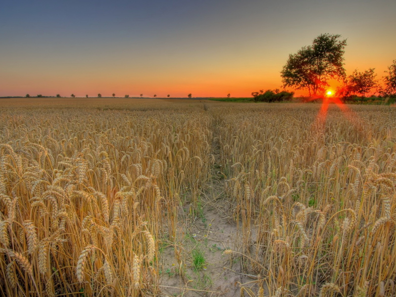 пшеничное поле, закат