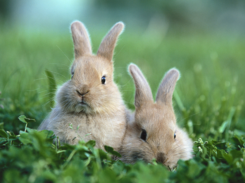 кролики, сидят в траве