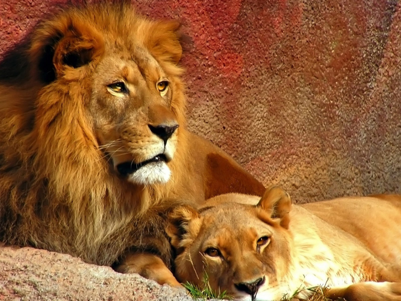 лев, львица, животные