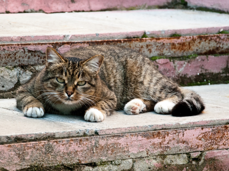 кот, взгляд, животное